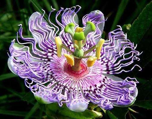 Tuvalleri Kıskandıran Estetik_ Passiflora Çiçeği